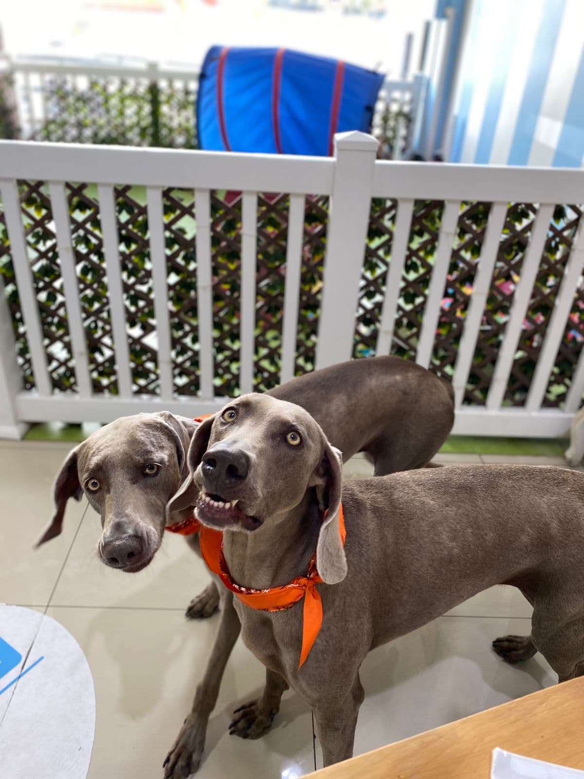 Weimaraners en el salón